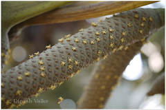 Borassus flabellifer